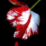New Moon By Stephenie Meyer